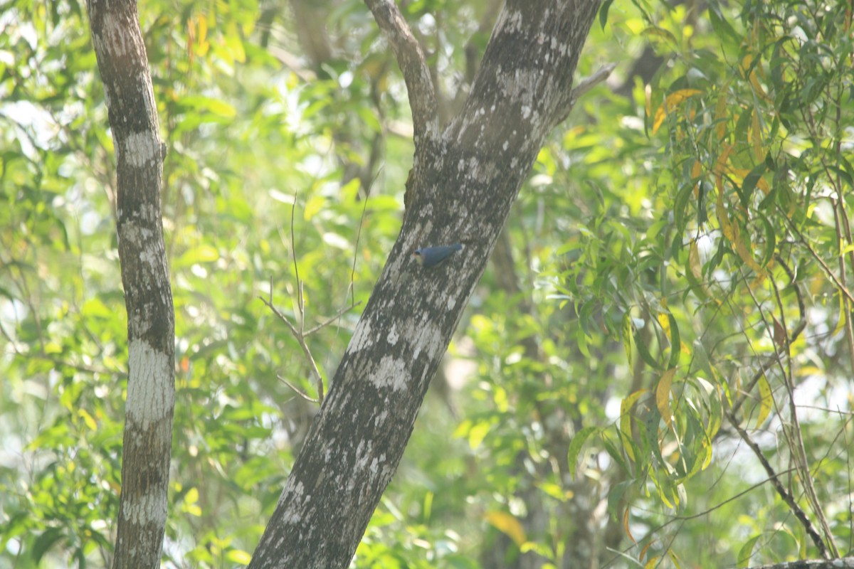 Velvet-fronted Nuthatch - ML646503652