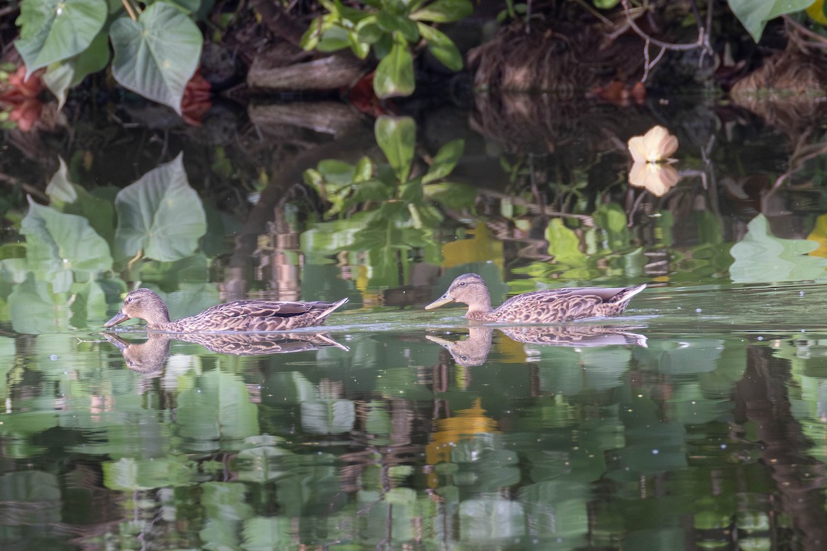 Hawaiian Duck - ML646503653