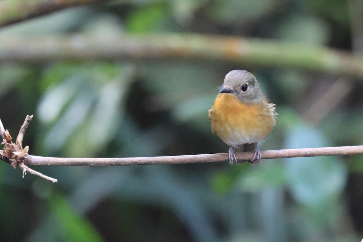 Hill Blue Flycatcher - ML646503654