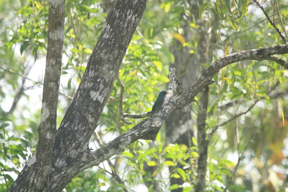 Ashy Drongo - ML646503655