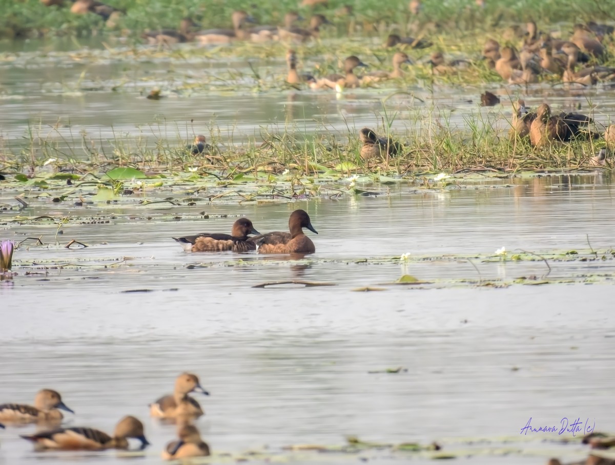 Ferruginous Duck - ML646503656