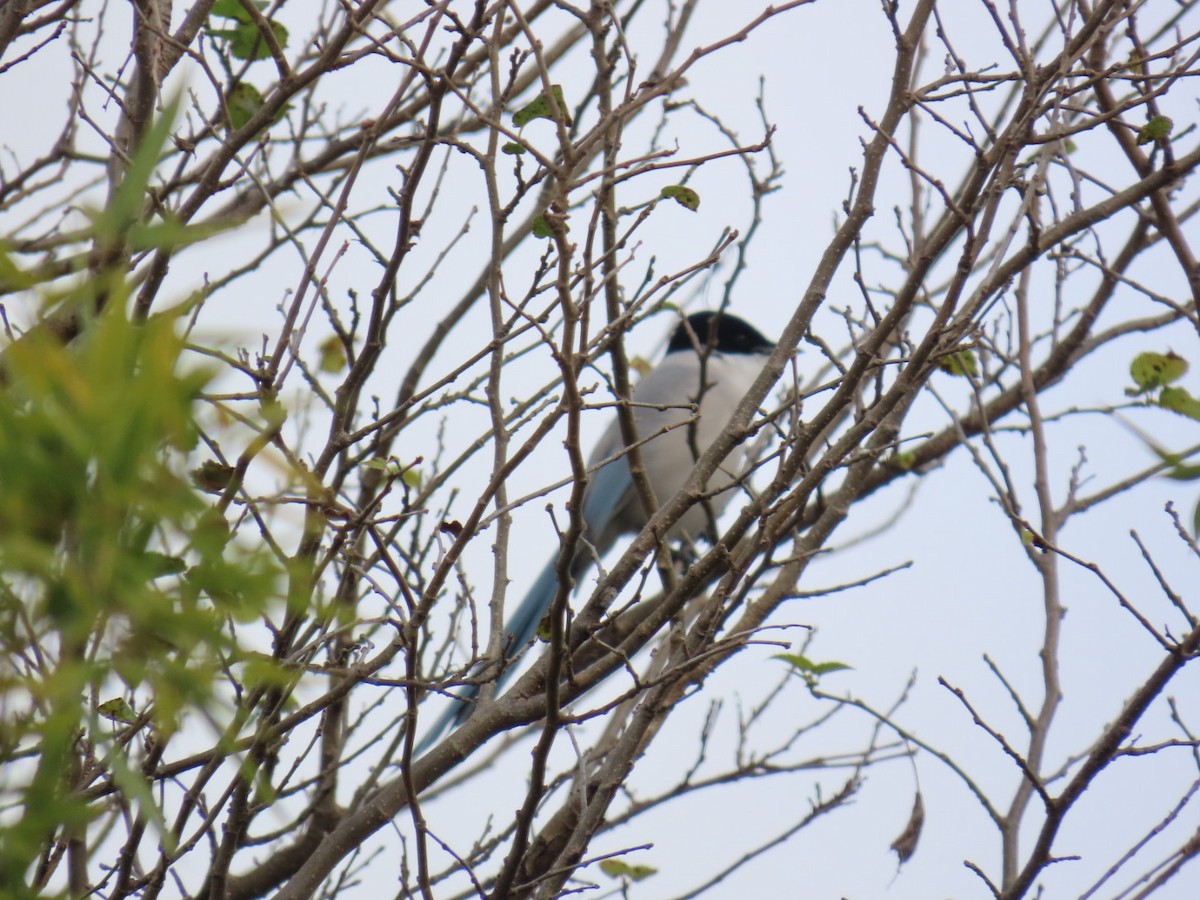 Azure-winged Magpie (Japanese) - ML646503657