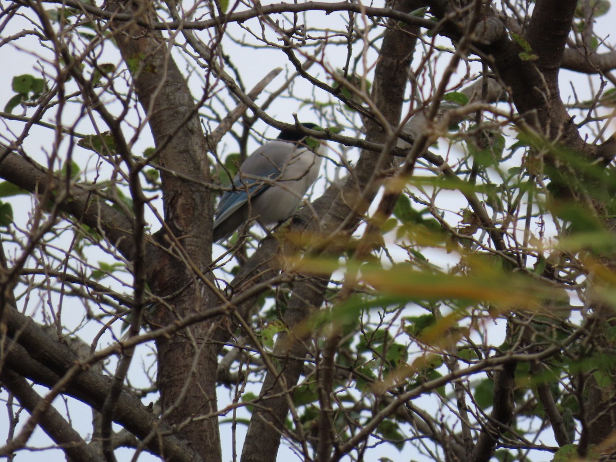 Azure-winged Magpie (Japanese) - ML646503658