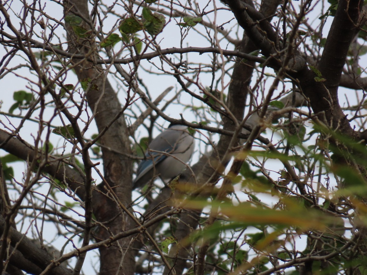 Azure-winged Magpie (Japanese) - ML646503659