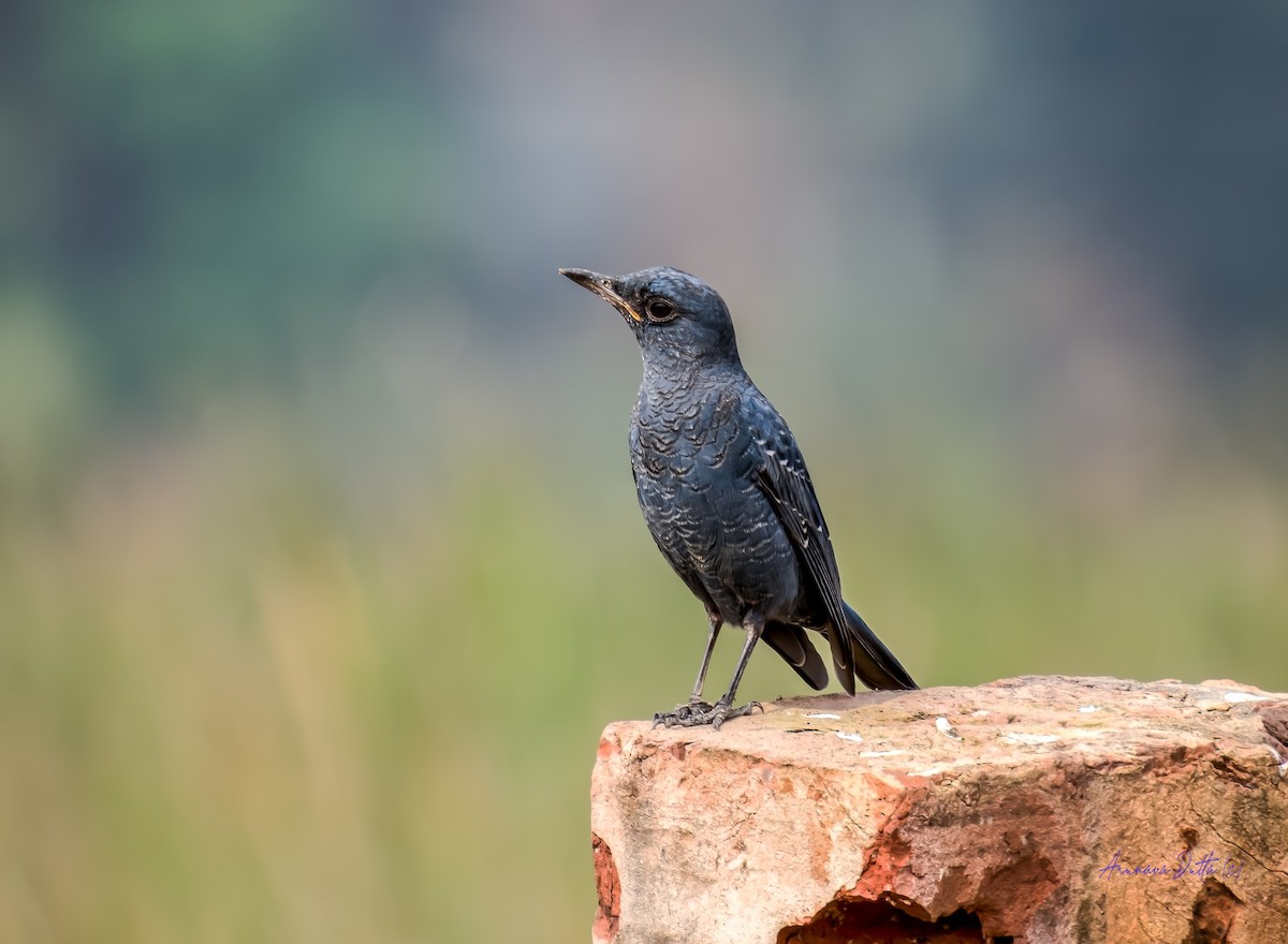 藍磯鶇 - ML646503660