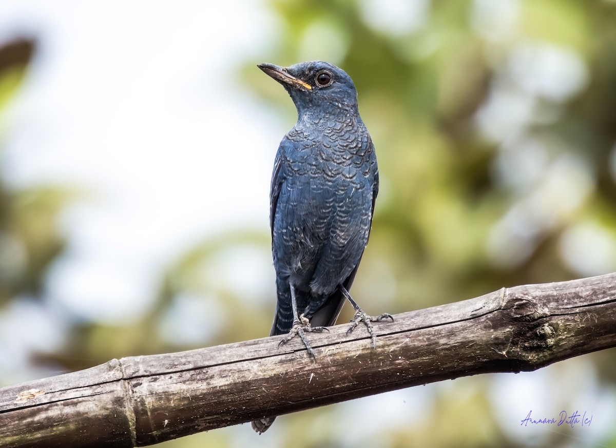 藍磯鶇 - ML646503661