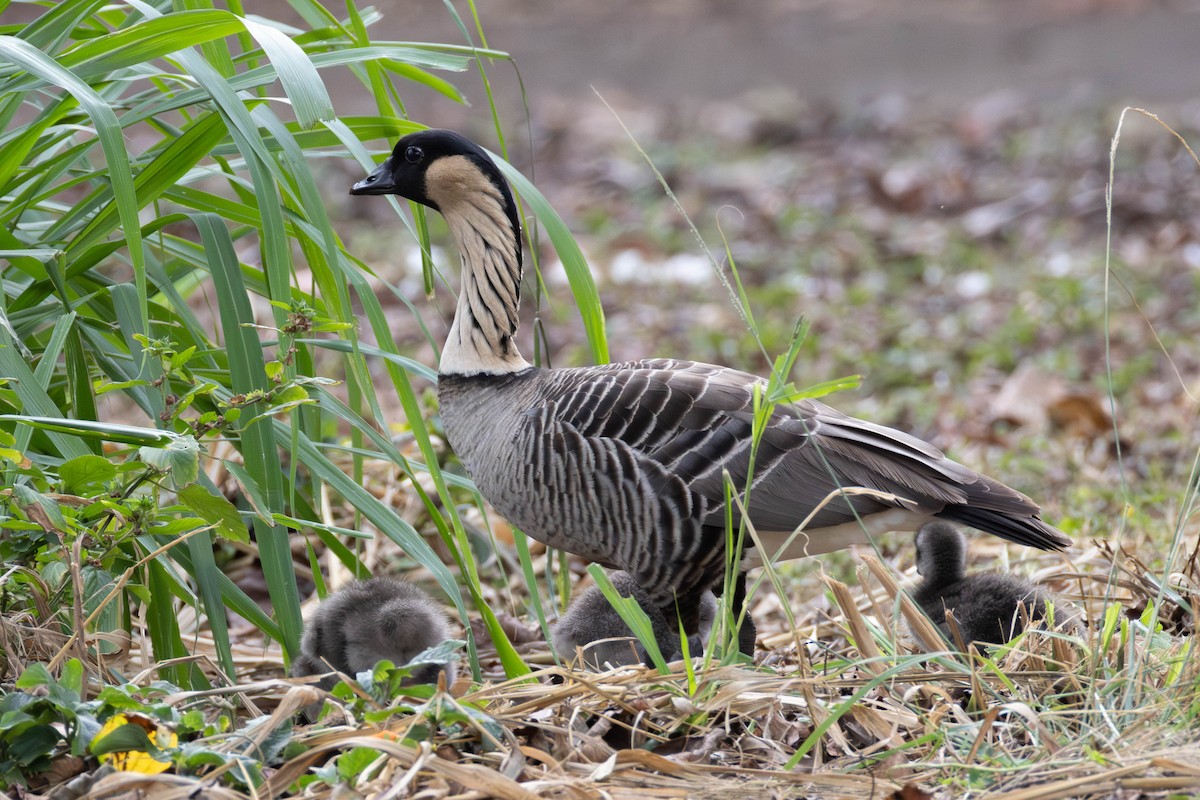 Hawaiian Goose - ML646503662