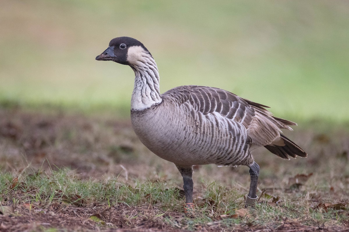 Hawaiian Goose - ML646503663