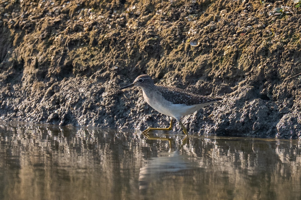 Wood Sandpiper - ML646503665