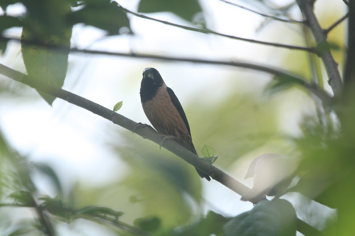 Black-throated Munia - ML646503666