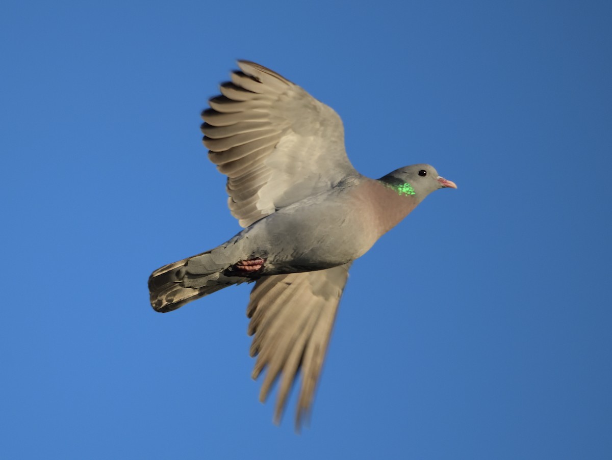 Stock Dove - ML646503667