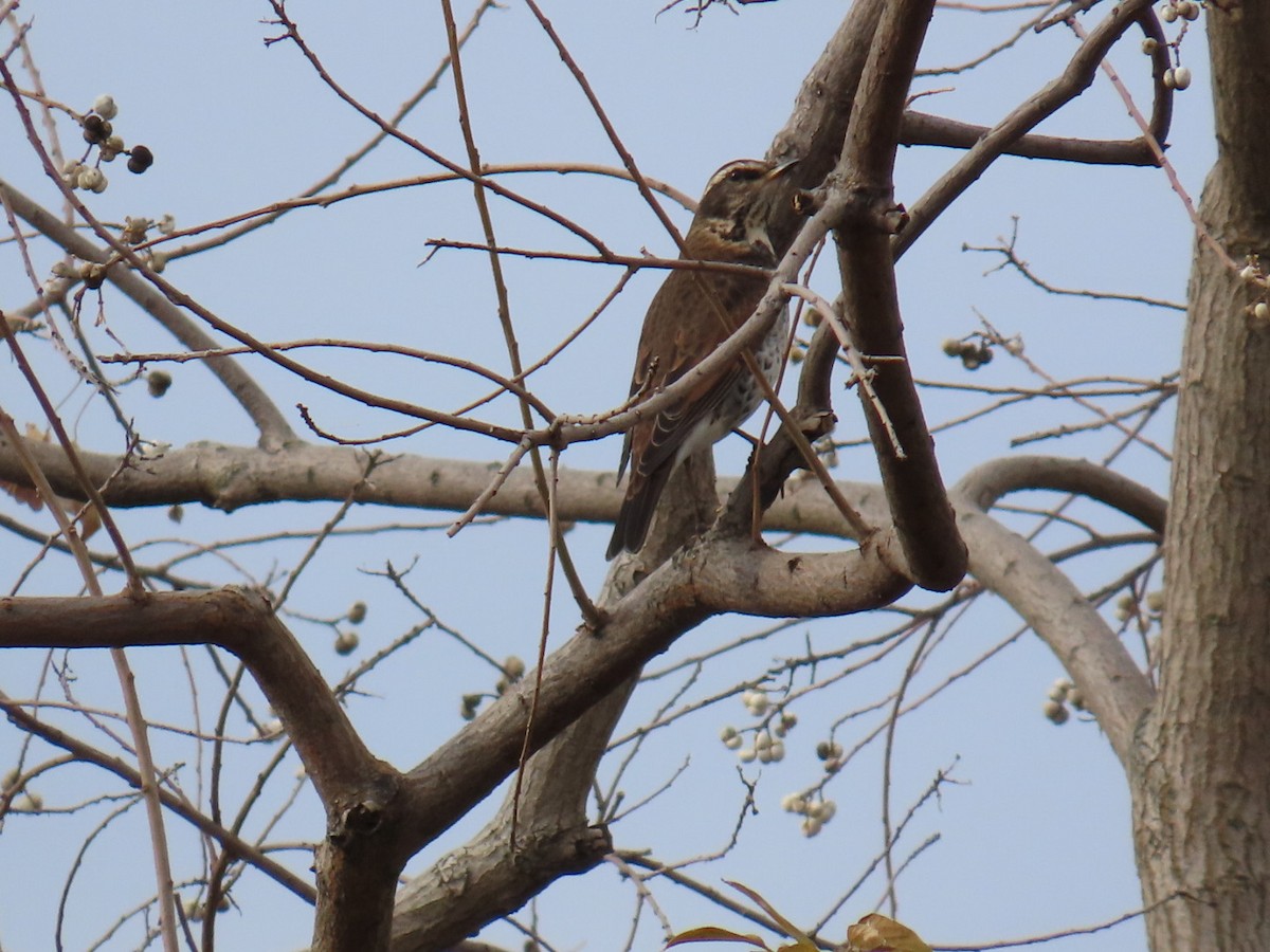 Dusky Thrush - ML646503668