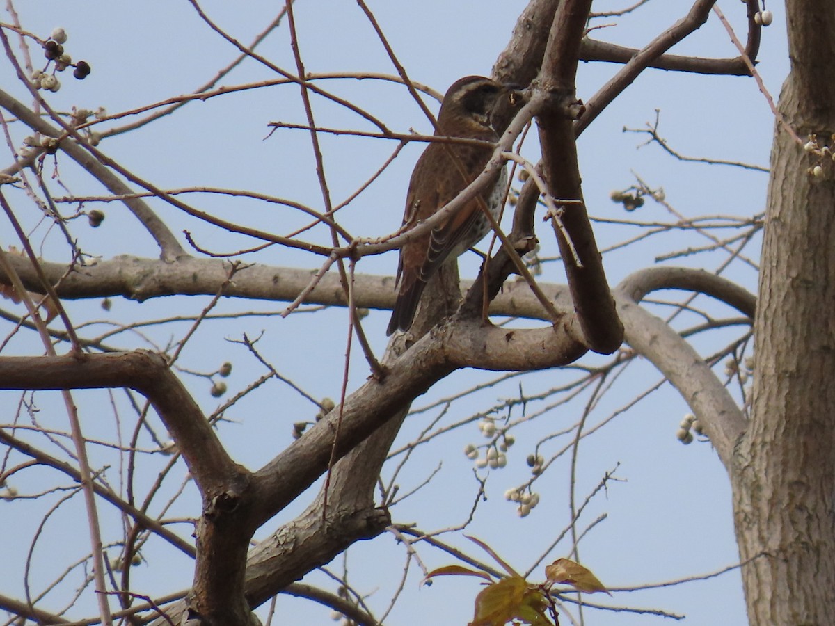 Dusky Thrush - ML646503669