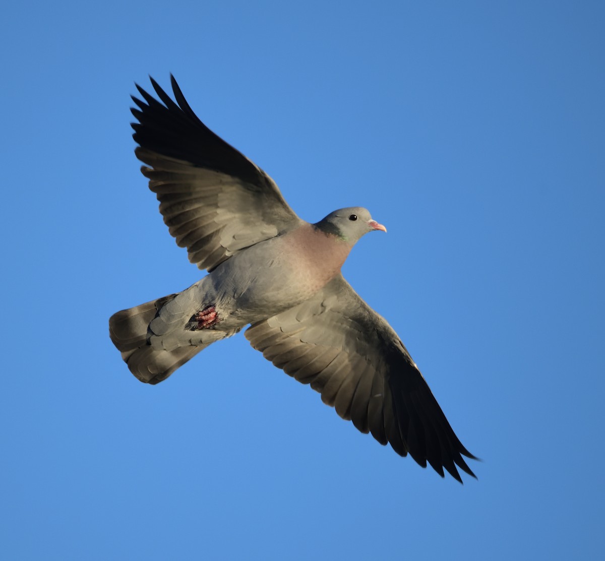 Stock Dove - ML646503670