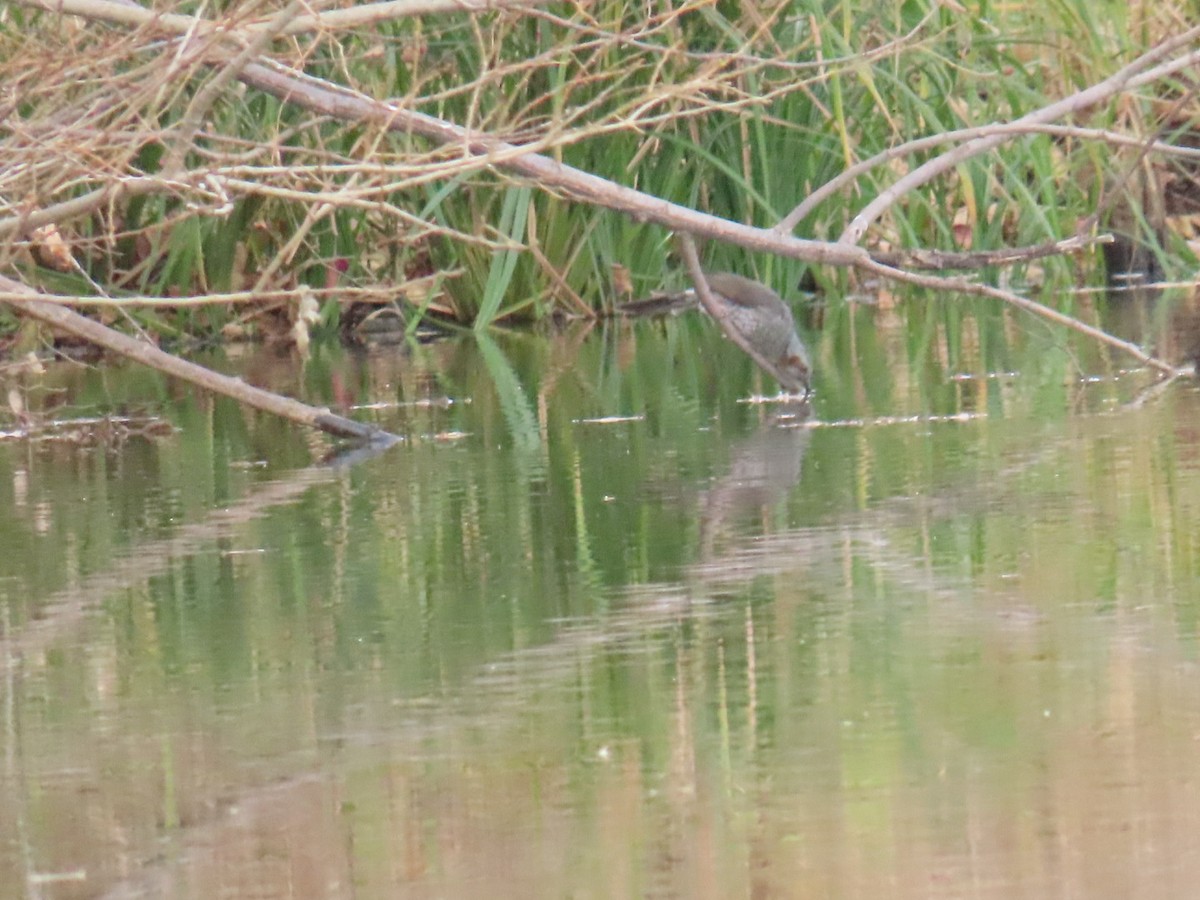 Brown-eared Bulbul - ML646503671