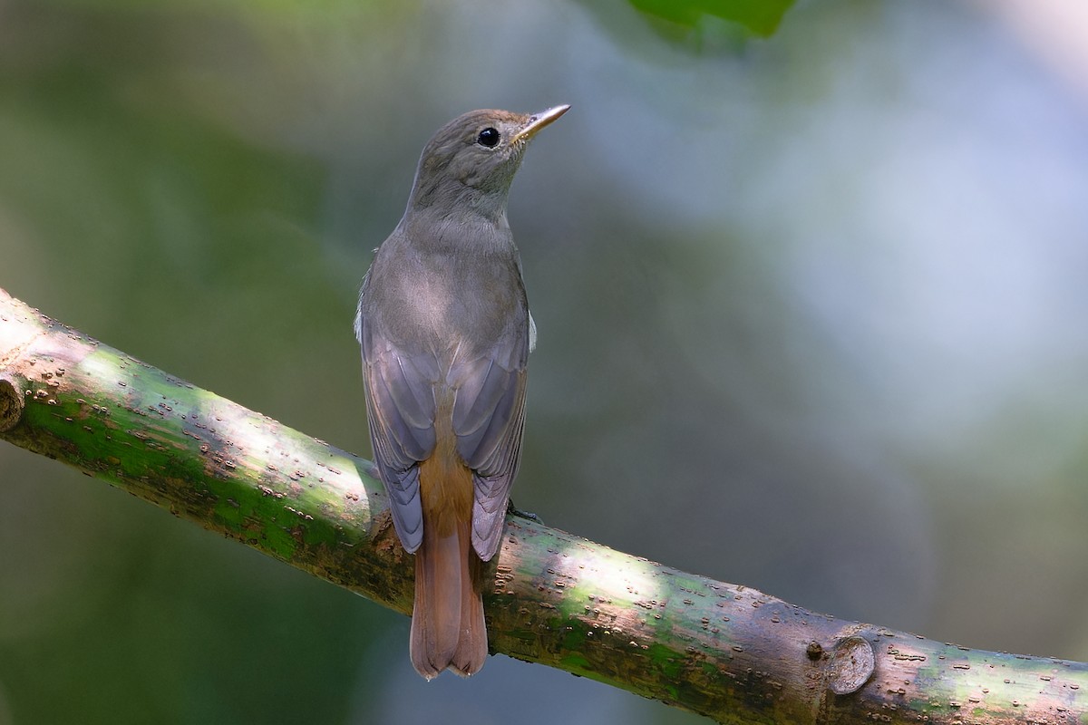 Rusty-tailed Flycatcher - ML646503673