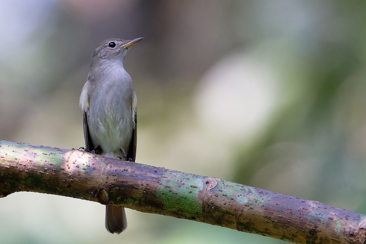 Rusty-tailed Flycatcher - ML646503675