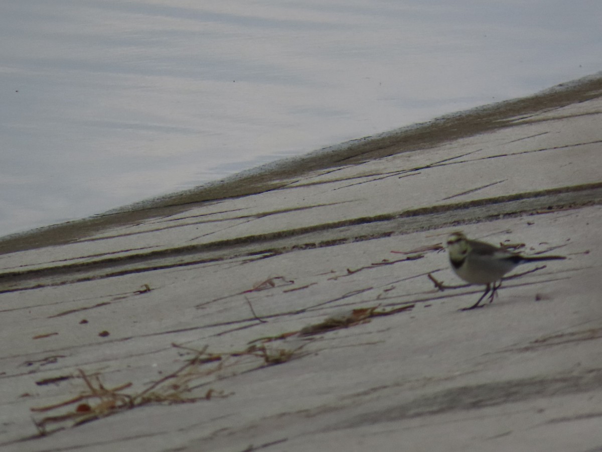 White Wagtail - ML646503676