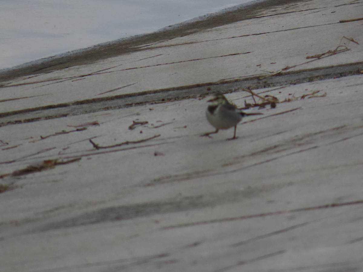 White Wagtail - ML646503677
