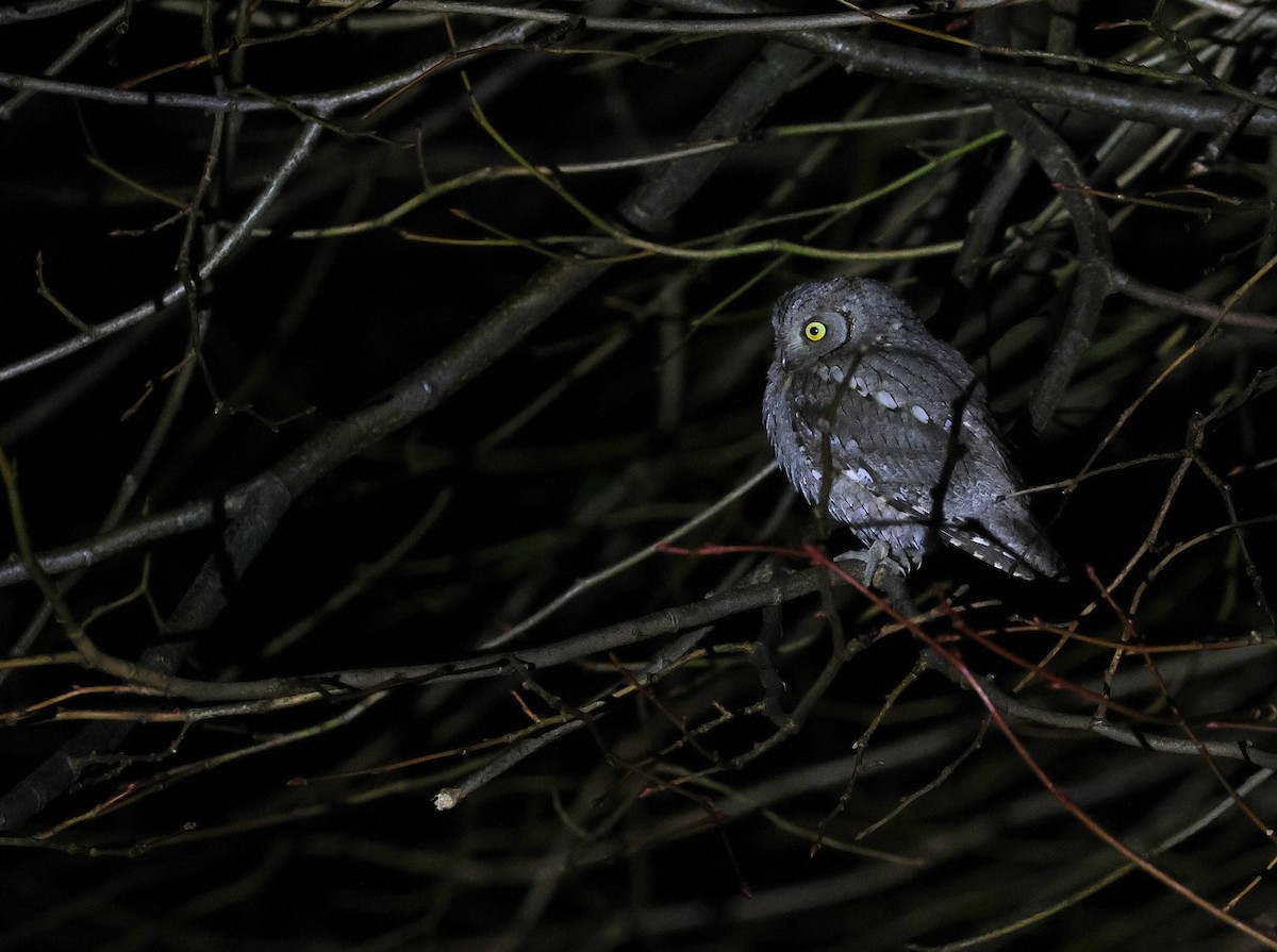 Eurasian Scops-Owl - ML646503680