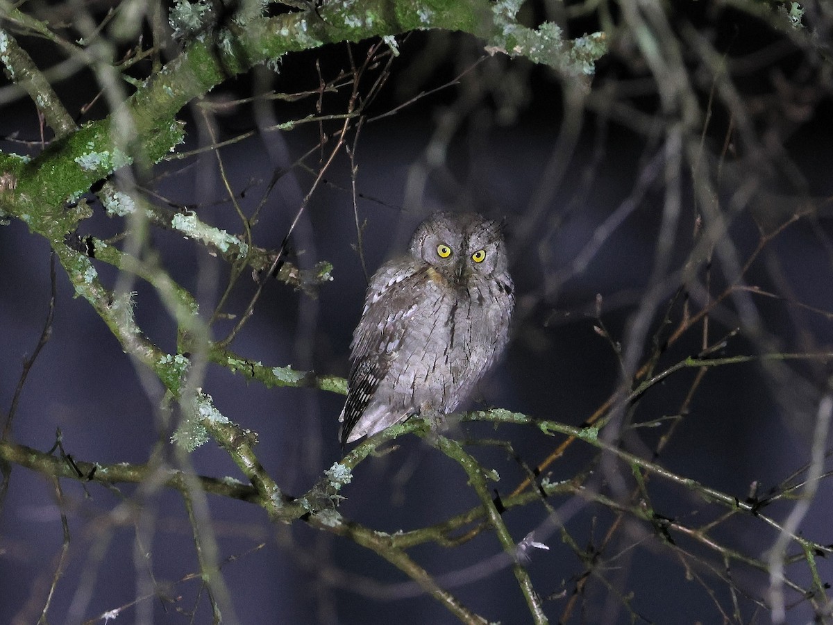 Eurasian Scops-Owl - ML646503681