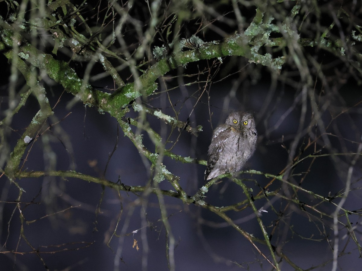 Eurasian Scops-Owl - ML646503682