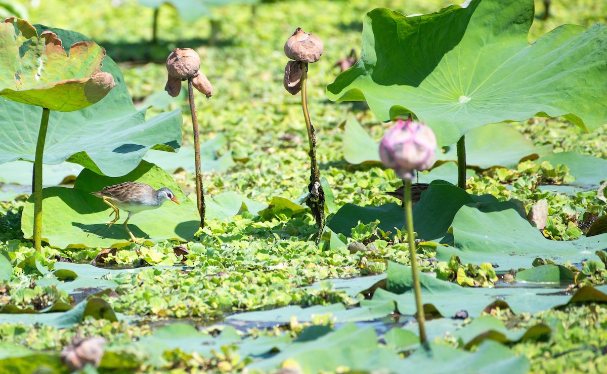 White-browed Crake - ML646503683