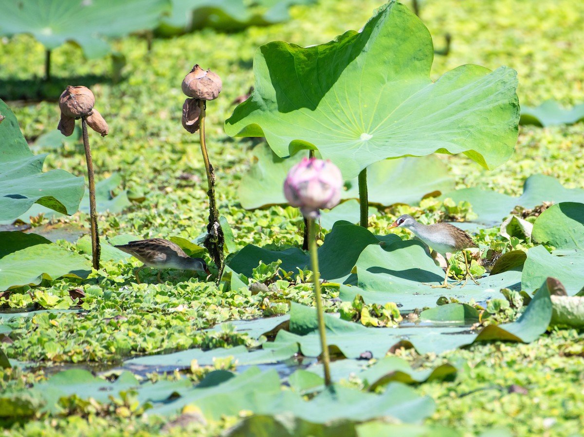 White-browed Crake - ML646503684