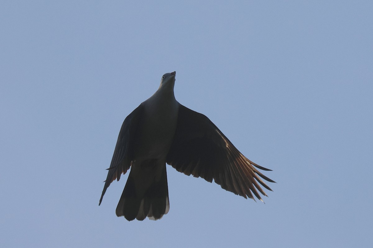 Mountain Imperial-Pigeon - ML646503685