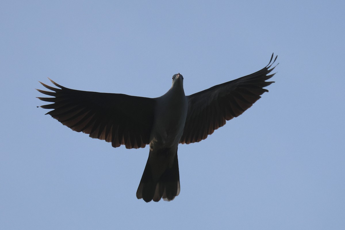 Mountain Imperial-Pigeon - ML646503686