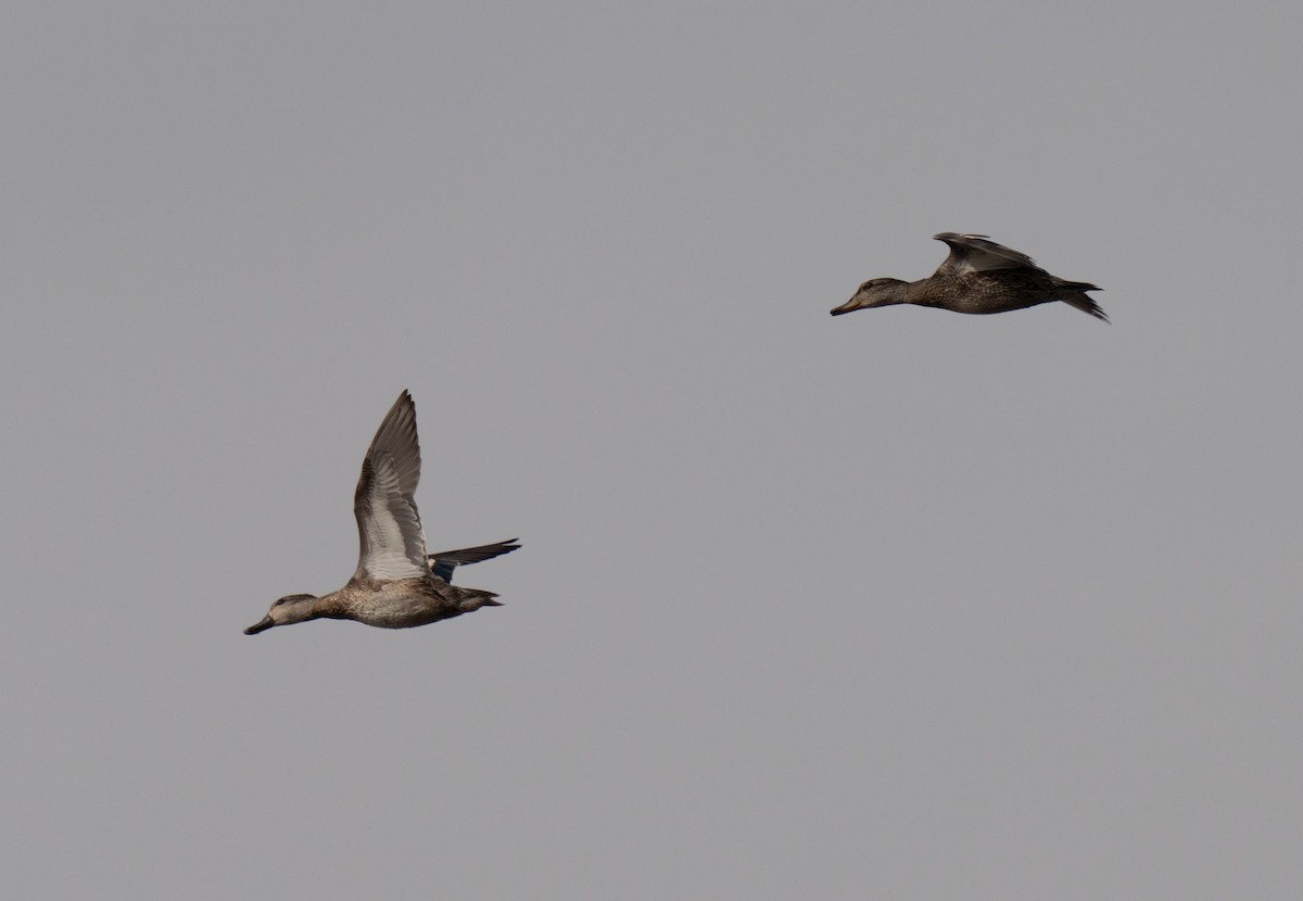 Mallard - ML646503687