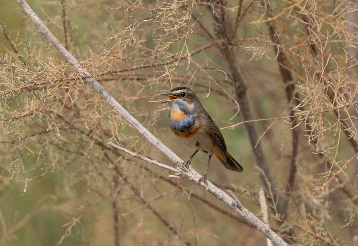 Варакушка - ML646503688