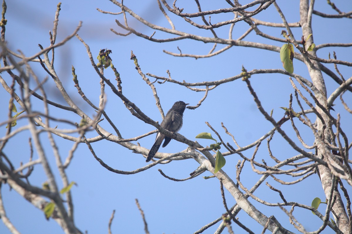 Gray-bellied Cuckoo - ML646503689