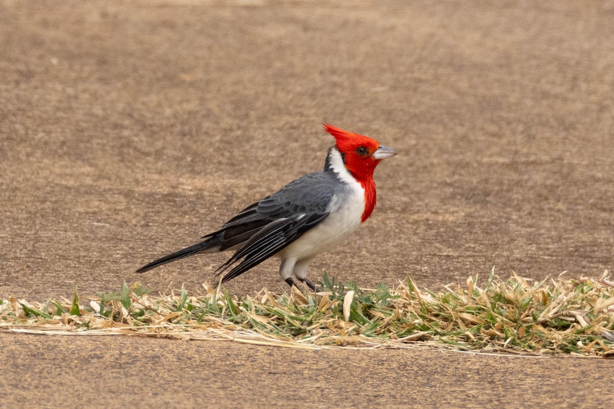 Red-crested Cardinal - ML646503690