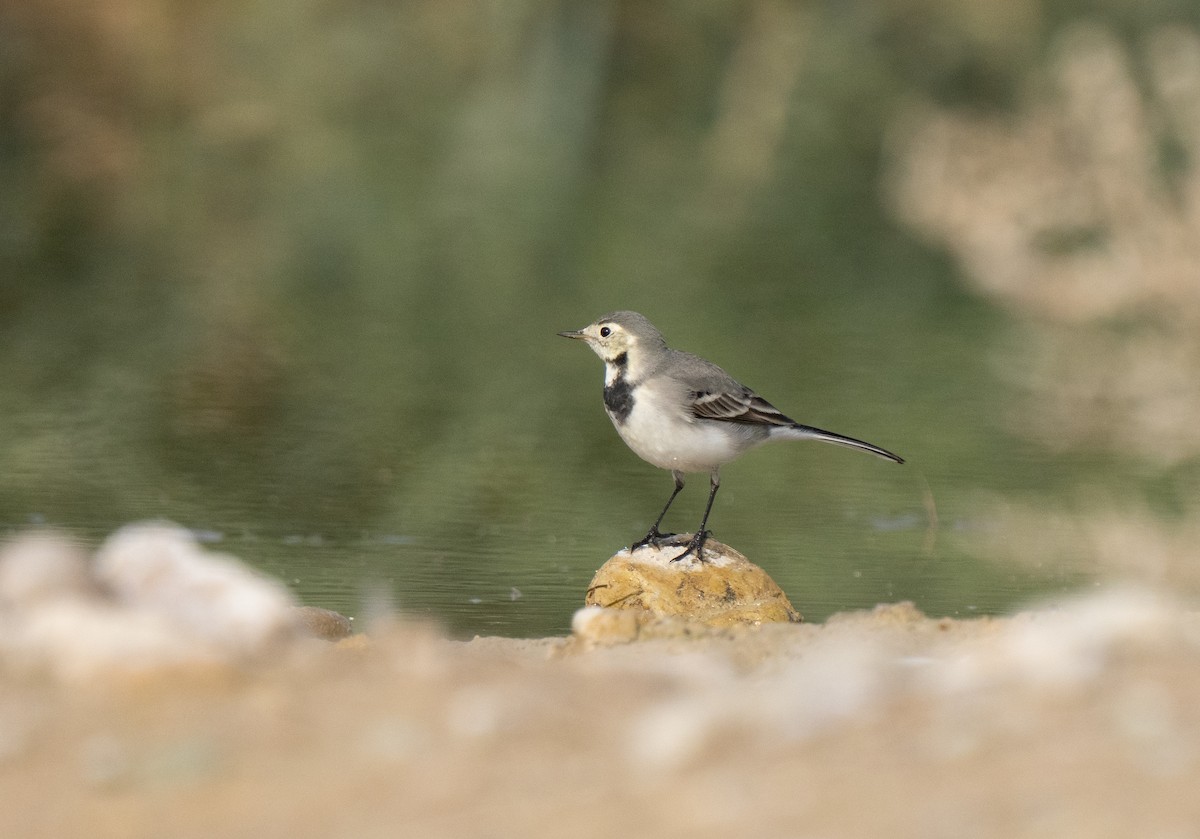 White Wagtail - ML646503691
