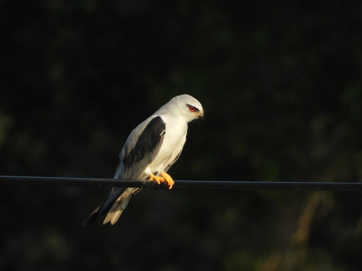 Black-winged Kite - ML646503692