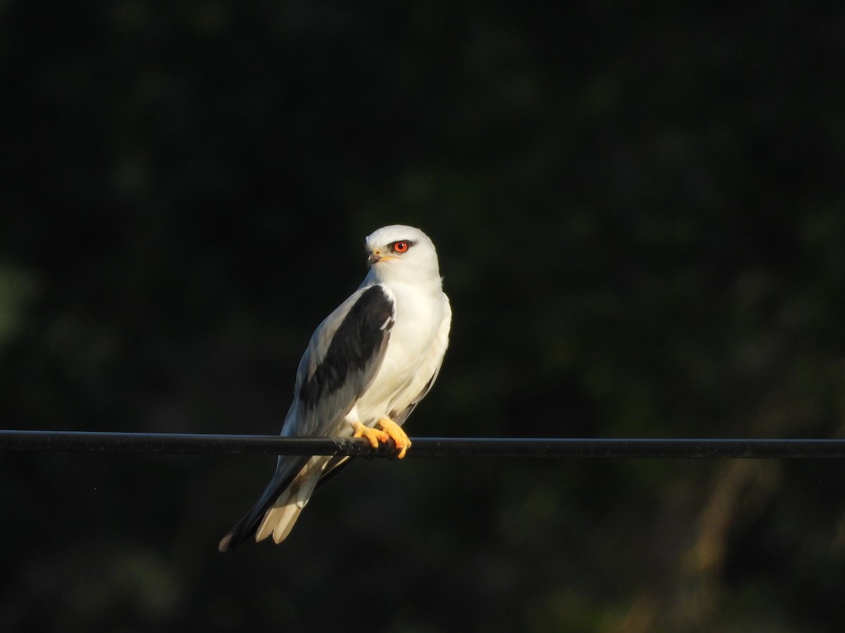 Black-winged Kite - ML646503693