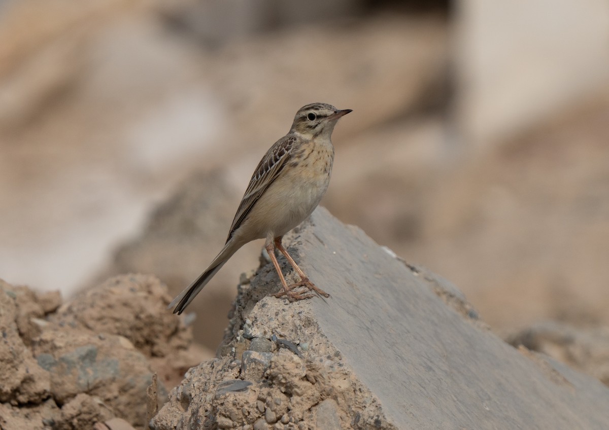 Полевой конёк - ML646503694