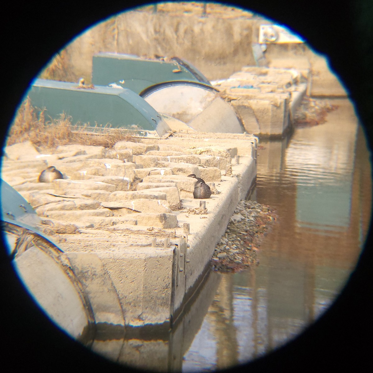 Eastern Spot-billed Duck - ML646503695