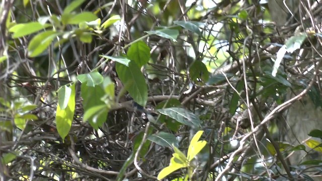 Lovely Fairywren - ML646503696
