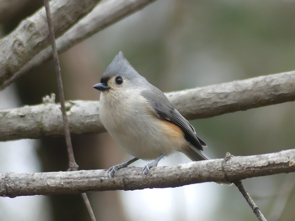 Tufted Titmouse - ML646503697