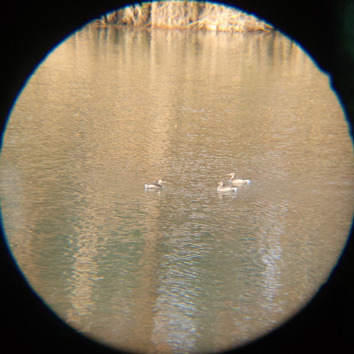 Little Grebe - ML646503698