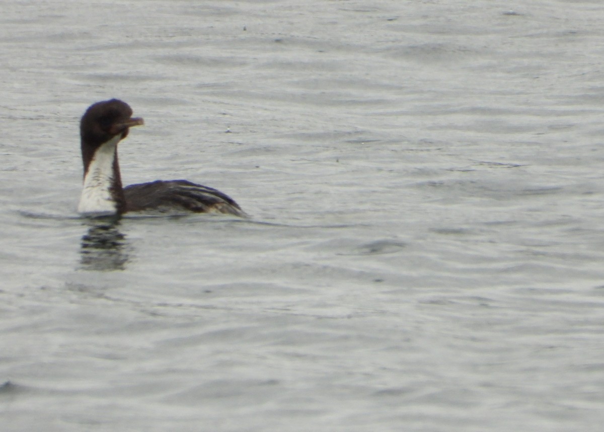 Stewart Island Shag (Foveaux) - ML646503699