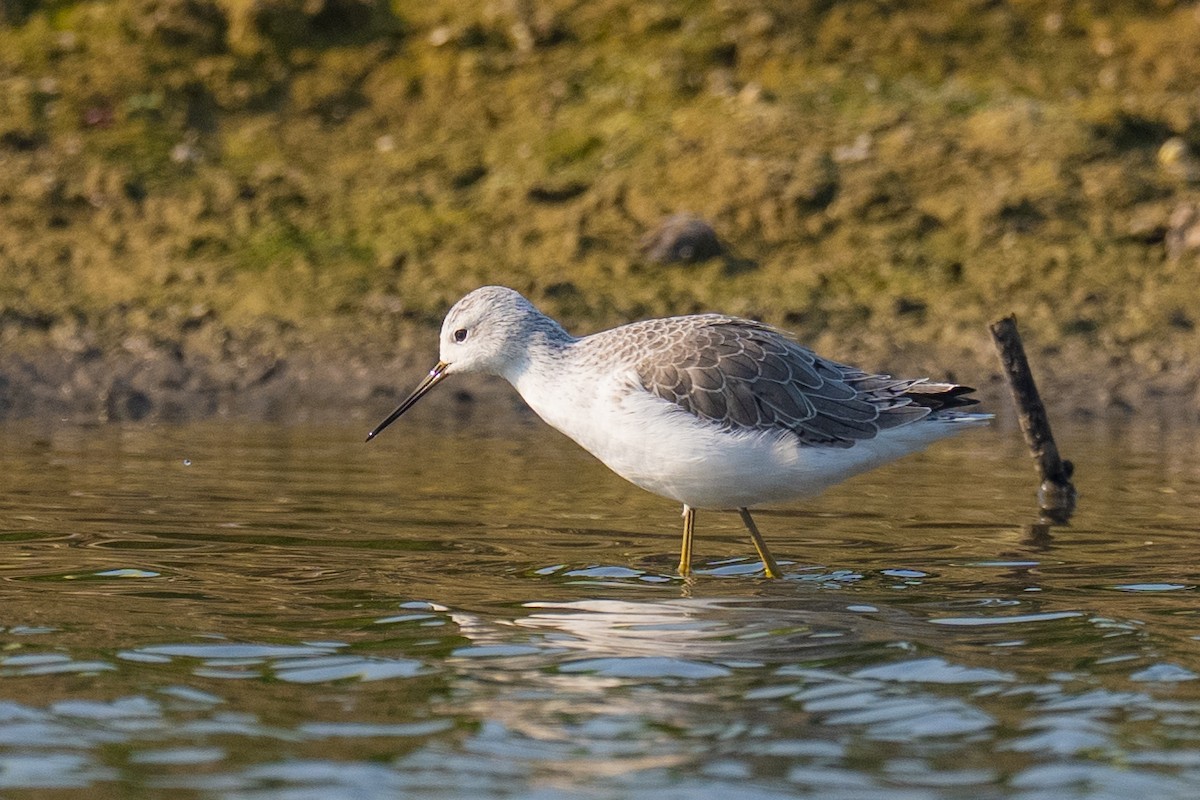 Marsh Sandpiper - ML646503700