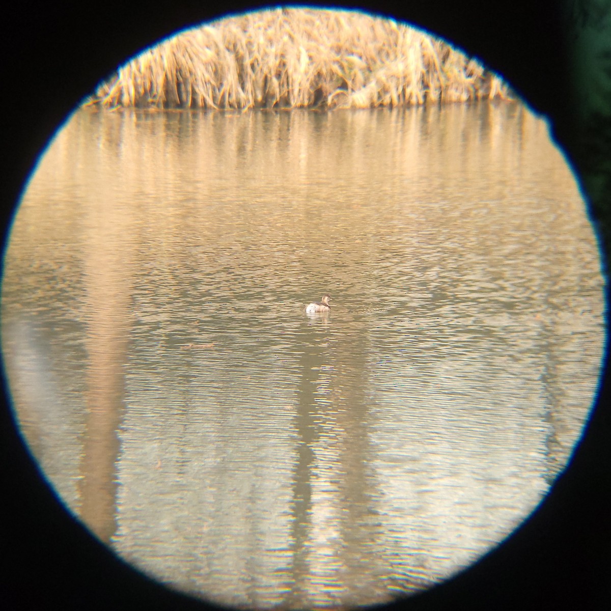 Little Grebe - ML646503701