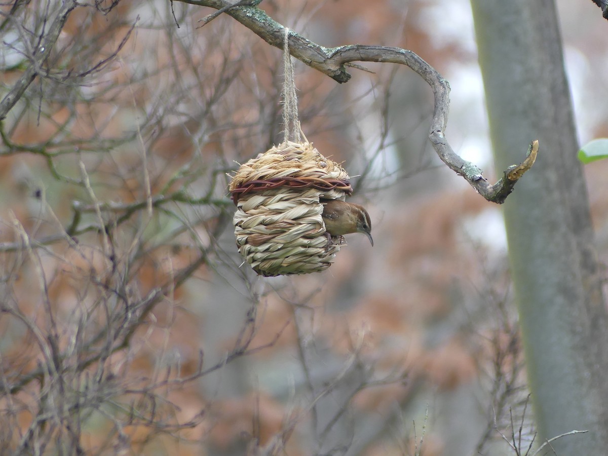 Carolina Wren - ML646503702