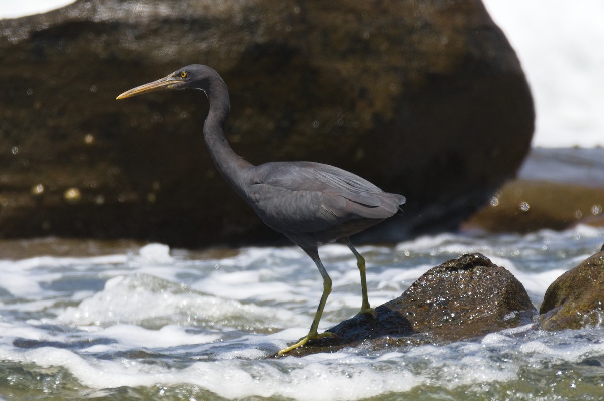 Восточная рифовая цапля - ML646503703