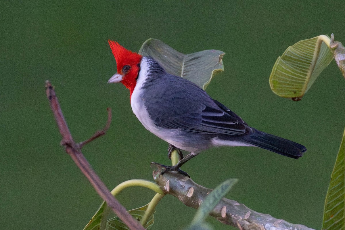 Red-crested Cardinal - ML646503704