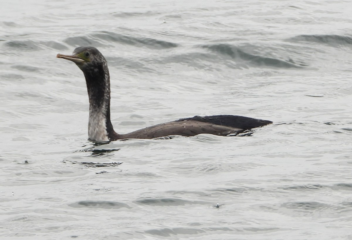 Cormorán Moteado - ML646503705