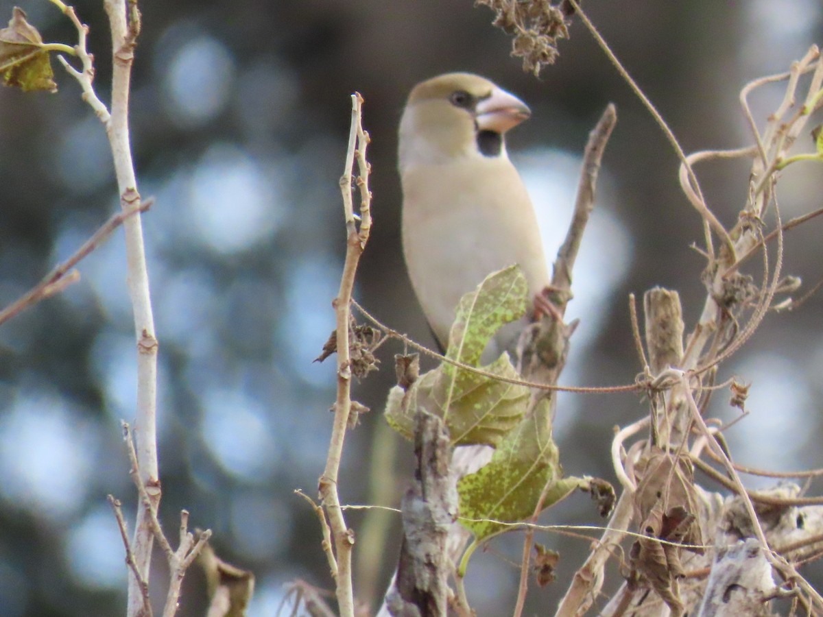 臘嘴雀 - ML646503706